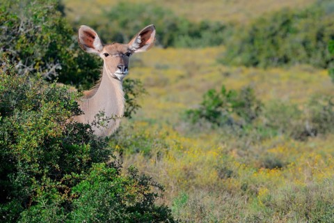 Greater kudu (Tragelaphus strepsiceros)