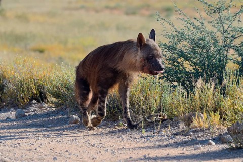 Brown hyena (Hyaena brunnea)