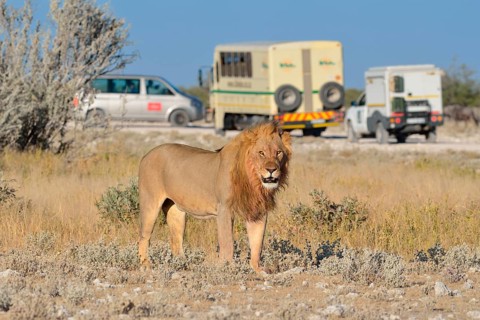 Lion (Panthera leo)