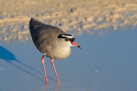 Crowned lapwing (Vanellus coronatus)