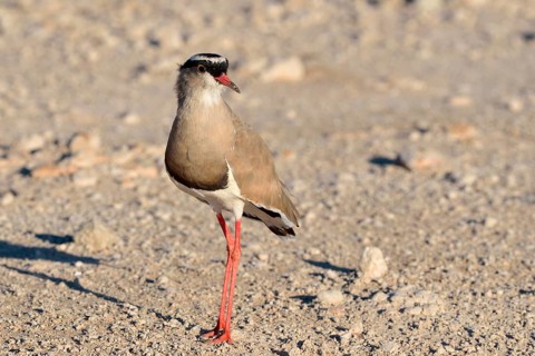 Crowned lapwing (Vanellus coronatus)
