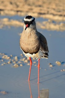 Crowned lapwing (Vanellus coronatus)