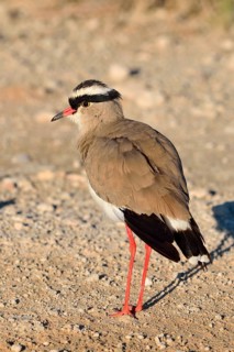 Crowned lapwing (Vanellus coronatus)