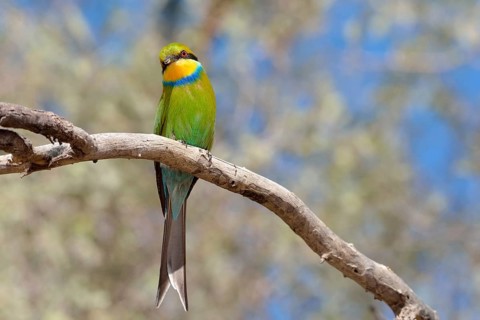 Swallow-tailed bee-eater (Merops hirundineus)