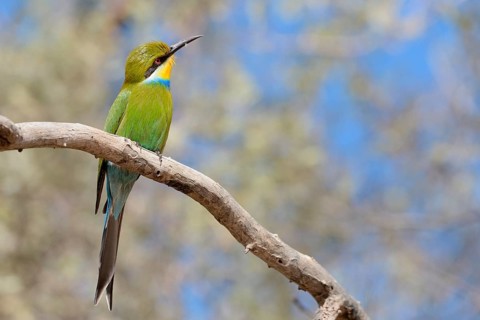 Swallow-tailed bee-eater (Merops hirundineus)