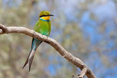 Swallow-tailed bee-eater (Merops hirundineus)
