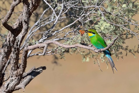 Swallow-tailed bee-eater (Merops hirundineus)