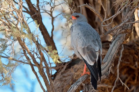 Pale chanting goshawk (Melierax canorus)