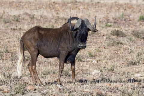 Black wildebeest (Connochaetes gnou)