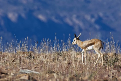 Springbok (Antidorcas marsupialis)