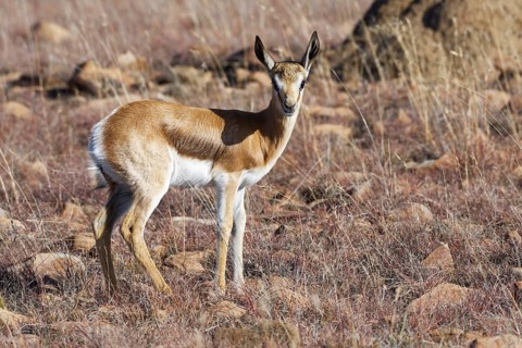 Springbok (Antidorcas marsupialis)