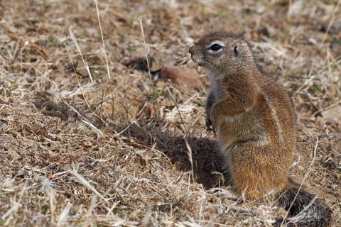 Cape ground squirrel (Xerus inauris)