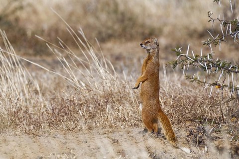 Yellow mongoose (Cynictis penicillata)