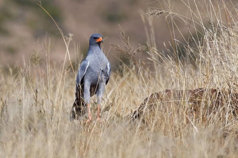 Pale chanting goshawk (Melierax canorus)
