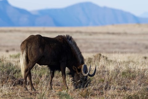 Black wildebeest (Connochaetes gnou)