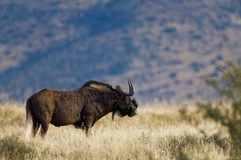 Black wildebeest (Connochaetes gnou)
