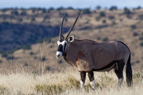 Gemsbok (Oryx gazella)