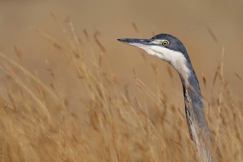 Black-headed heron (Ardea melanocephala)