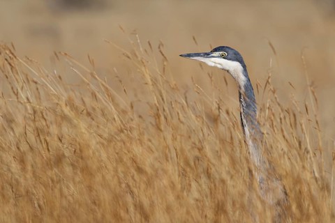 Black-headed heron (Ardea melanocephala)