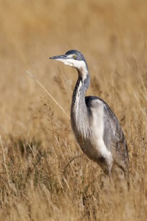 Black-headed heron (Ardea melanocephala)
