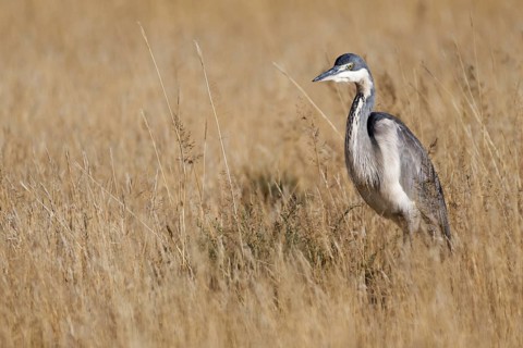 Black-headed heron (Ardea melanocephala)