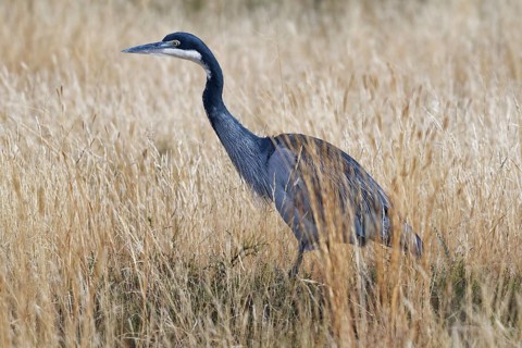 Black-headed heron (Ardea melanocephala)