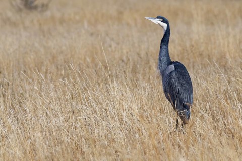 Black-headed heron (Ardea melanocephala)