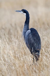 Black-headed heron (Ardea melanocephala)