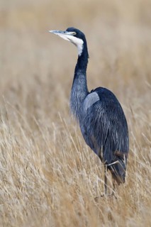 Black-headed heron (Ardea melanocephala)