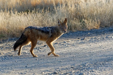 Black-backed jackal (Canis mesomelas)