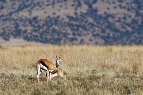 Springboks (Antidorcas marsupialis)