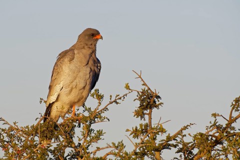 Pale chanting goshawk (Melierax canorus)