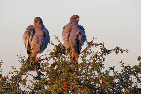 Pale chanting goshawks (Melierax canorus)