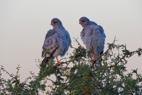 Pale chanting goshawks (Melierax canorus)