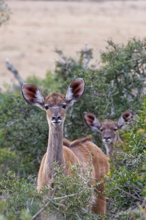 Greater kudus (Tragelaphus strepsiceros)