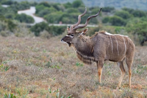 Greater kudu (Tragelaphus strepsiceros)