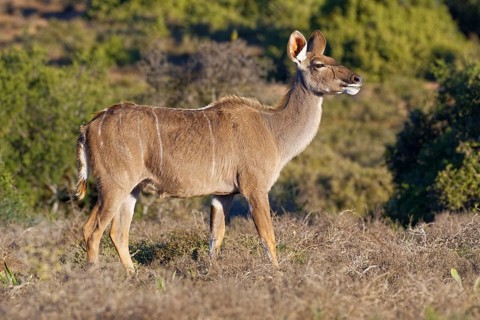 Greater kudu (Tragelaphus strepsiceros)