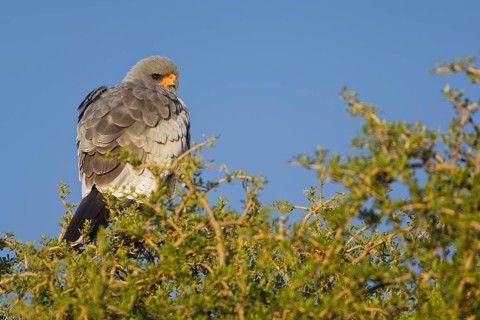 Pale chanting goshawk (Melierax canorus)