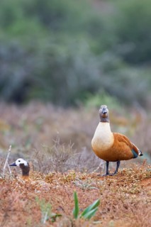 South African shelducks (Tadorna cana)
