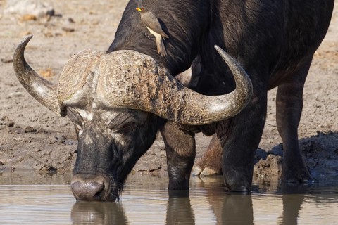 African buffalo (Syncerus caffer)