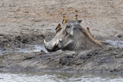 Common warthog (Phacochoerus africanus)