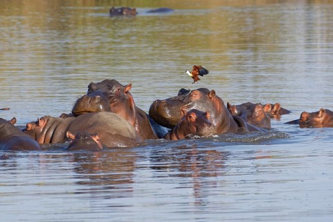 Hippopotamuses (Hippopotamus amphibius)
