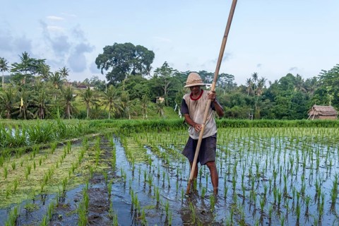 Rice farmer at work in the rice field