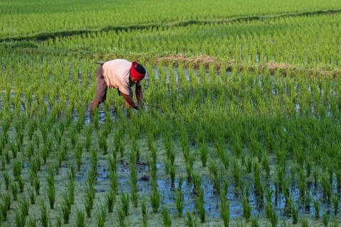 Rice farmer at work in the rice field