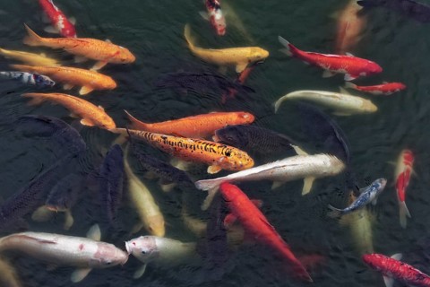 Koi in a pond