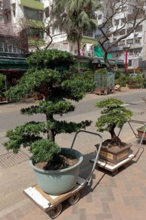 Bonsai trees for sale