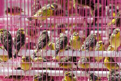 Songbirds for sale