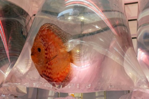 Ornamental fish for sale