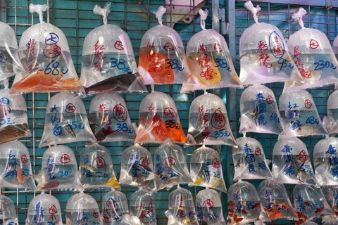 Gold Fishes for sale