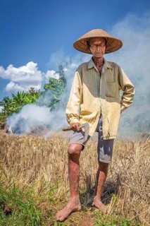 Indonesian rice farmer